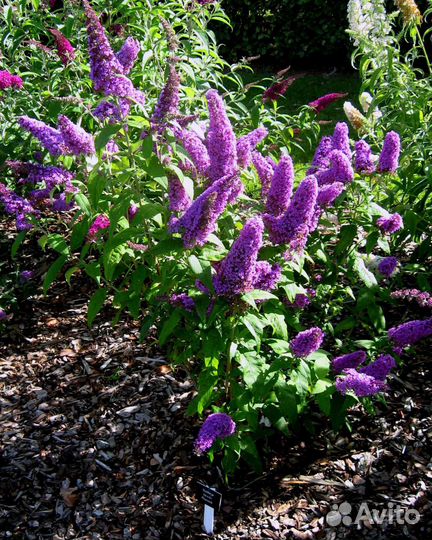 Декоративные растения