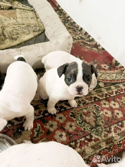 Щенки франзуского бульдога