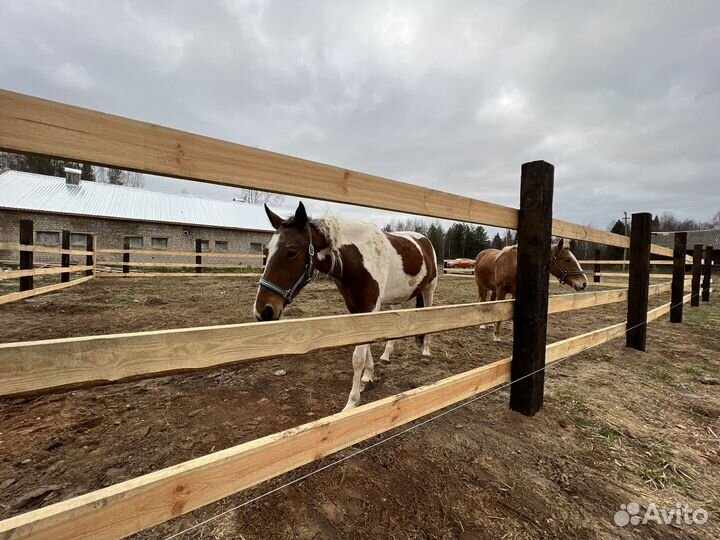 Постой для лошадей/Аренда конюшни