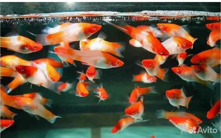 Меченосецы Санта Клаус