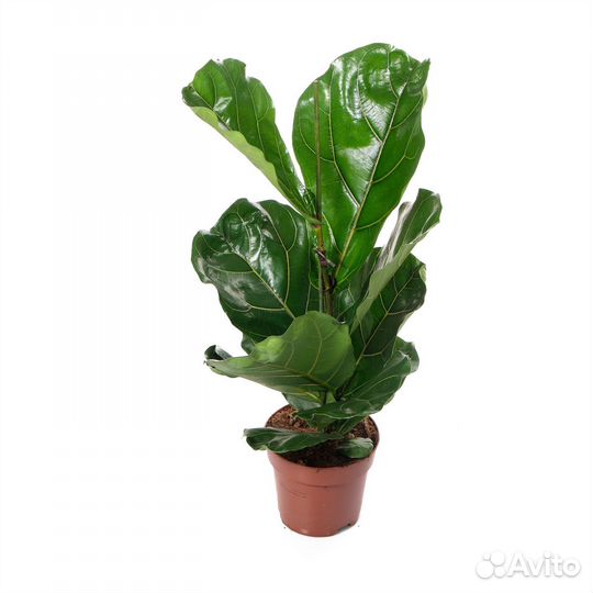 Растения для офиса и дома