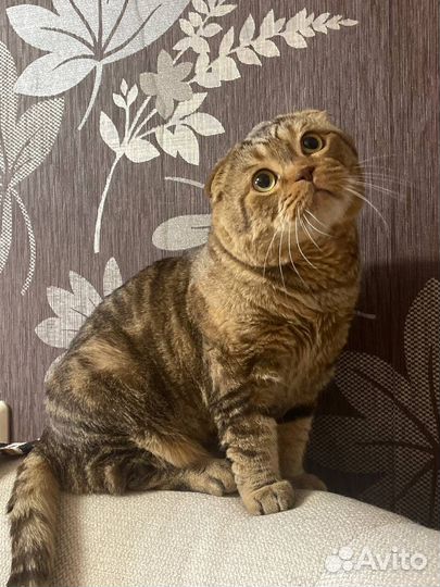 Шотландский кот вязка