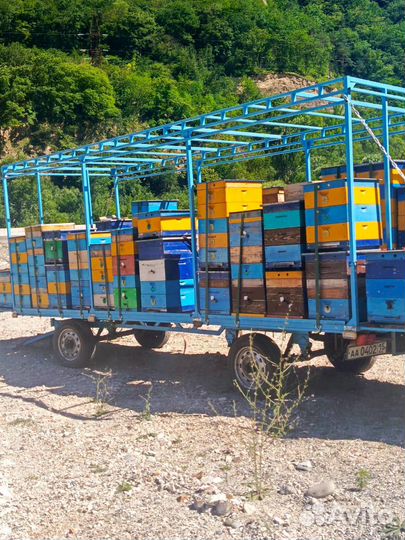 Продажа пчелосемей после откачки