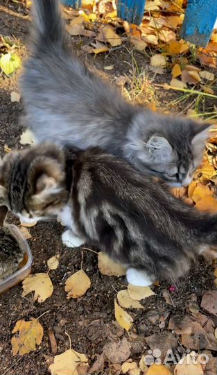 Котенок в добрые руки