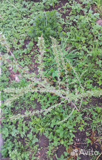 Саженец облепихи