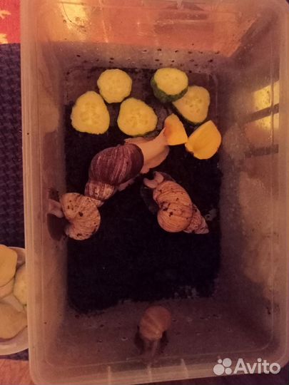 Улитки ахатины