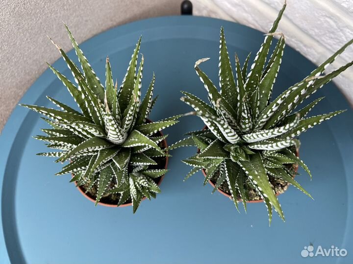 Кактусы и суккуленты хавортия комнатные цветы