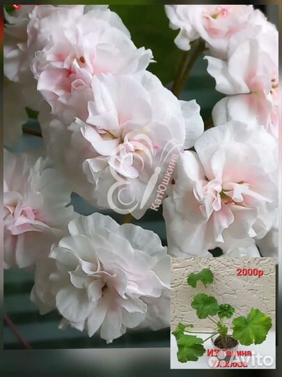 Пеларгонии сортовые