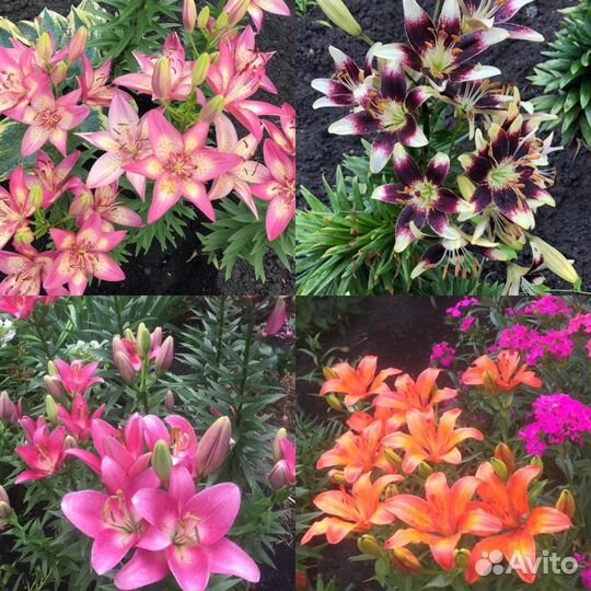 Луковицы лилии