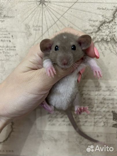 Крысята Дамбо много окрасов