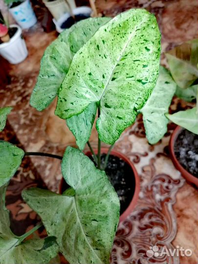 Сингониум орм нак шоколад, сингониумы разных сор-в