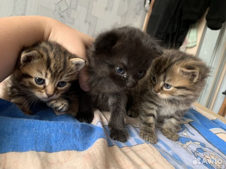 Котята в добрые руки мальчики