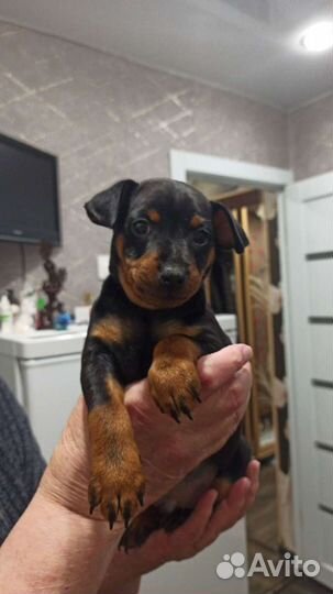 Цвергпинчер