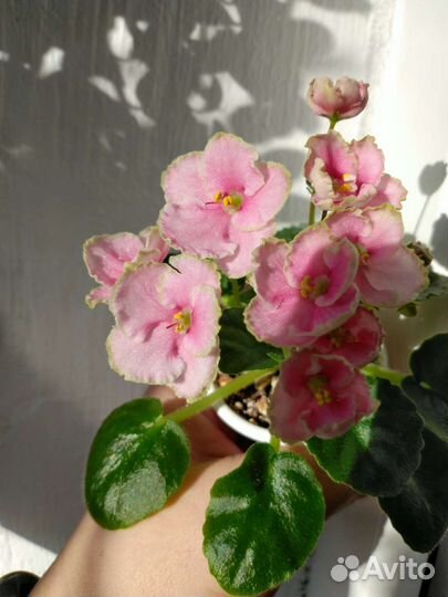 Мини фиалки (листовой черенок)