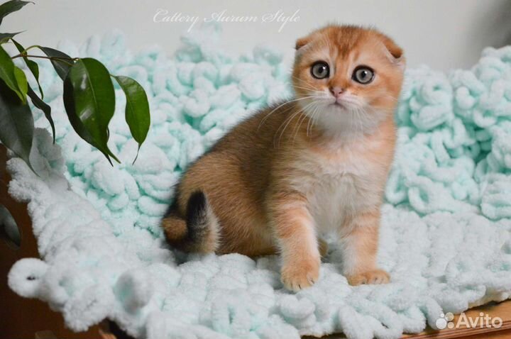 Шотландский вислоухий мальчик золотого окраса