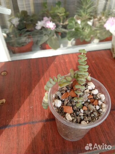 Суккуленты