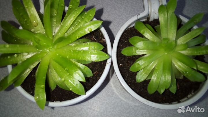 Молодило каменная роза