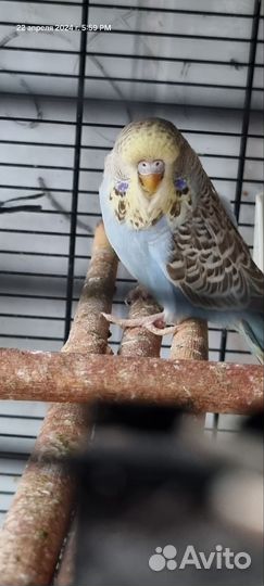 Попугай ввп Чех, самец