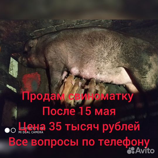 Поросята Дюрок