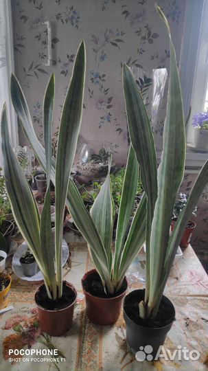 Сансевиерия манолин