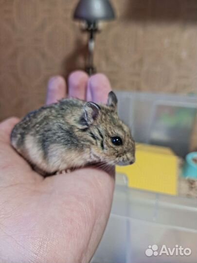 Джунгарский хомячок