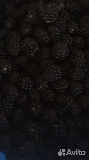 Саженцы ежевики