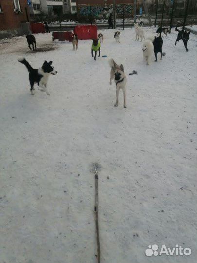 Передержка собак