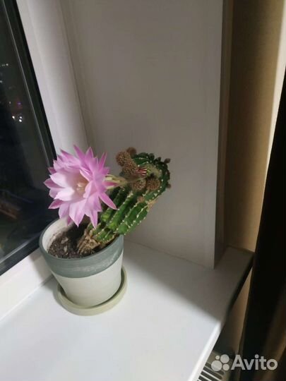 Кактус цветущий