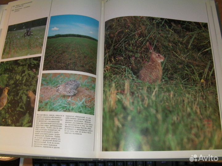 Книга с фотографиями природа 