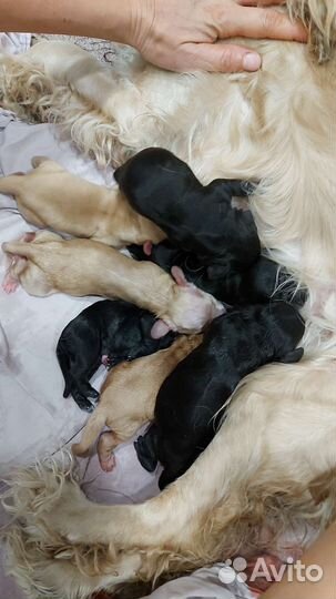 Собаки кокер спаниель