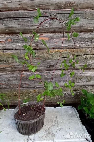 Клематис Виль де лион