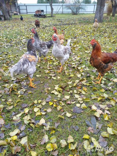 Молодые петушки