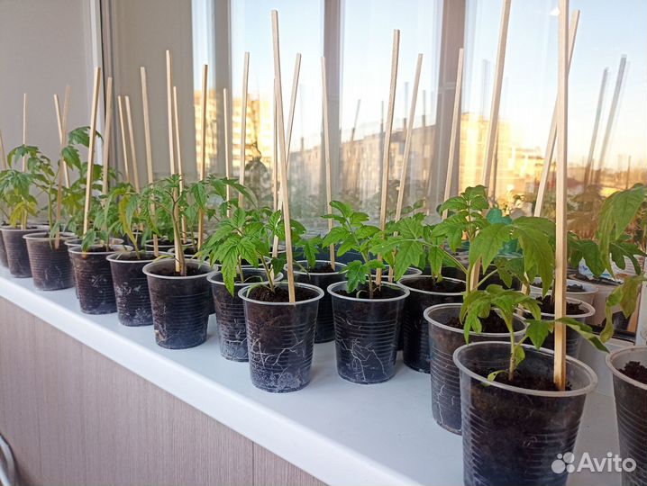 Рассада томатов