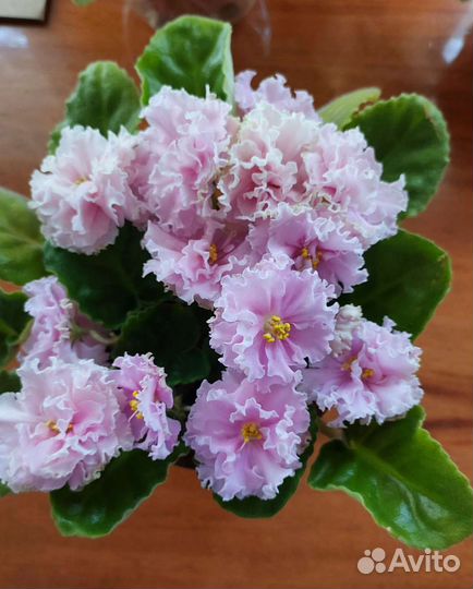 Фиалки цветущие в горшке