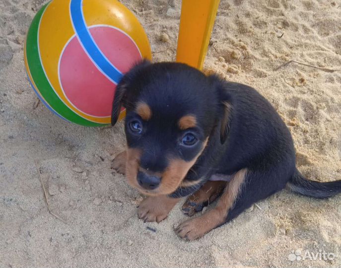 Продается щенок карликовой таксы.рожден 14.06.2023