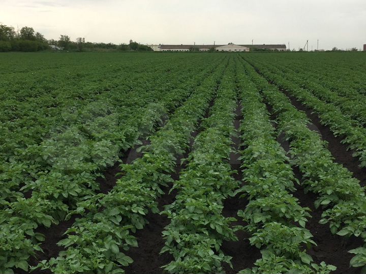 Участок 7 га (СНТ, ДНП)