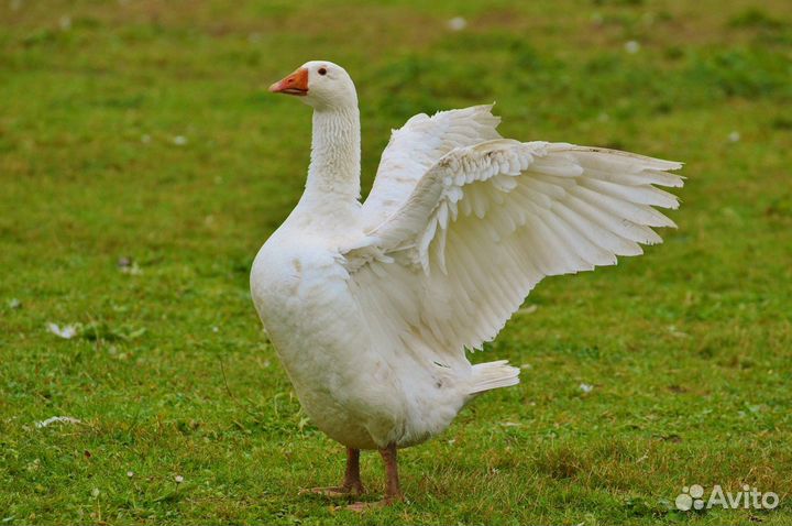 Продам гусей