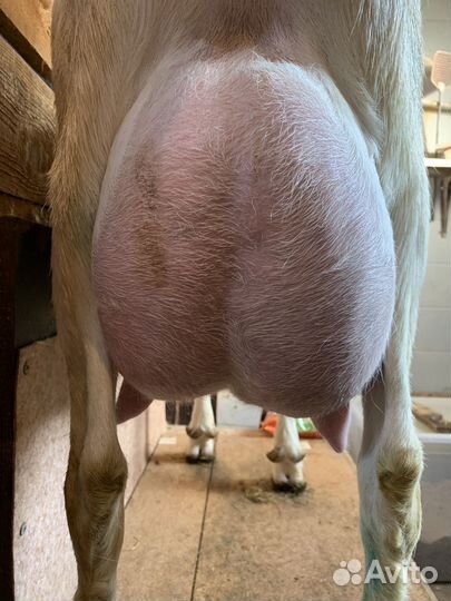 Дойные козы