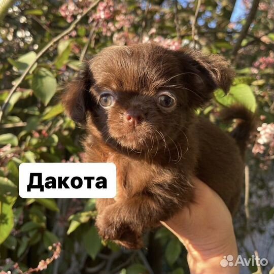 Девочки чихуахуа из питомника