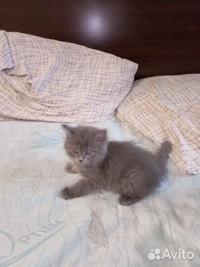 Британские котята