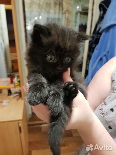 Котики бесплатно в добрые руки