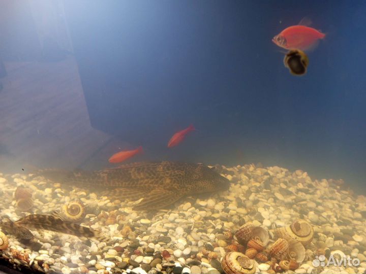 Аквариум