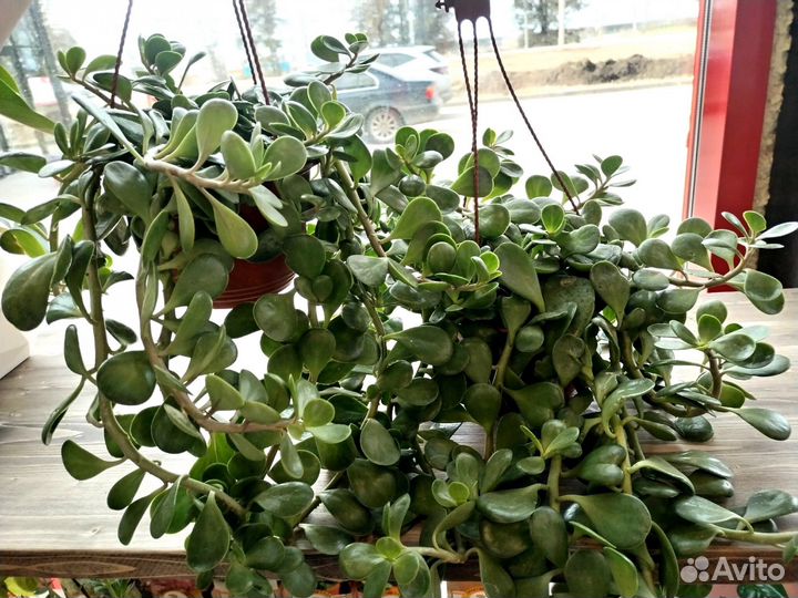 Растения для дома