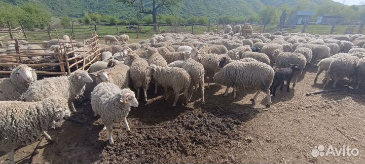 Овцы,бараны