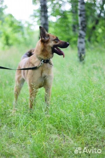 Собака из приюта в добрые руки