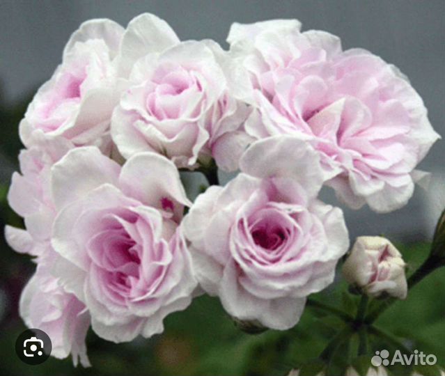 Плющелистная, ампельная пеларгония