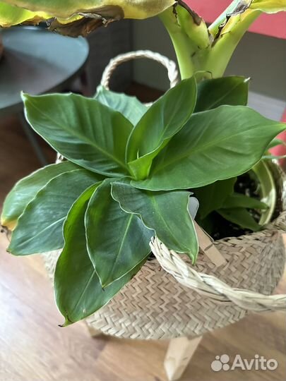 Комнатные цветы