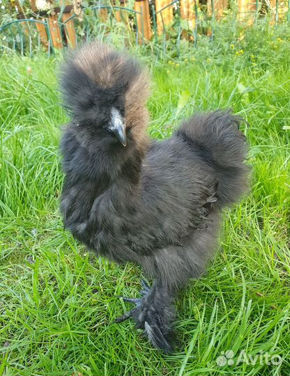 Петух китайский шелковый