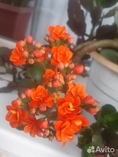 Каланхоэ цветущий