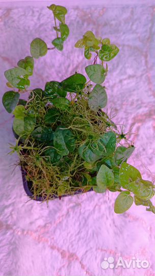 Фикус Пумила